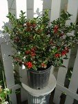 Blue Princess Holly - Evergreen Plant in Container
