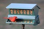 Squirrel Resistant Bird Feeder by Woodlink