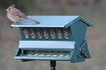 Squirrel Resistant Bird Feeder by Woodlink