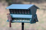 Squirrel Resistant Bird Feeder by Woodlink