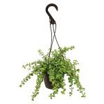Hanging Elephant Bush Succulent Plant Basket