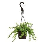 Hanging Elephant Bush Succulent Plant Basket