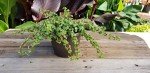 Hanging Elephant Bush Succulent Plant Basket
