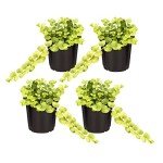 Creeping Jenny Plant - 4 Healthy Trailing Plants