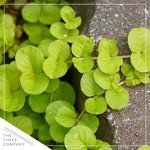 Creeping Jenny Plant - 4 Healthy Trailing Plants