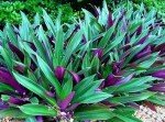 Oyster Plant Duo - Purple & Green Live Plants