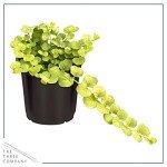 Creeping Jenny Plant - 4 Healthy Trailing Plants