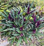 Oyster Plant Duo - Purple & Green Live Plants