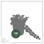 Creeping Jenny Plant - 4 Healthy Trailing Plants