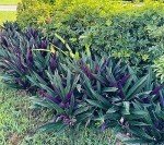 Oyster Plant Duo - Purple & Green Live Plants
