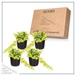 Creeping Jenny Plant - 4 Healthy Trailing Plants