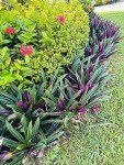 Oyster Plant Duo - Purple & Green Live Plants