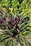 Oyster Plant Duo - Purple & Green Live Plants