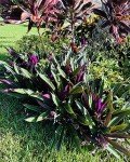 Oyster Plant Duo - Purple & Green Live Plants