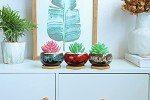 Charming Ceramic Succulent Pots with Drainage (Set of 5)