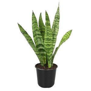Variegated Snake Plant - Easy Air Purifier Decor