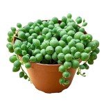 Live String of Pearls Succulent Plant in Pot