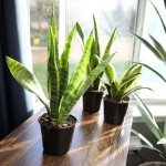 Variegated Snake Plant - Easy Air Purifier Decor