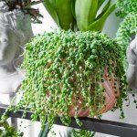 Live String of Pearls Succulent Plant in Pot