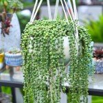 Live String of Pearls Succulent Plant in Pot