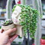 Live String of Pearls Succulent Plant in Pot