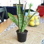 Variegated Snake Plant - Easy Air Purifier Decor