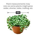 Live String of Pearls Succulent Plant in Pot