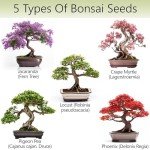 Avergo Indoor Bonsai Tree Starter Kit