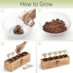Avergo Indoor Bonsai Tree Starter Kit