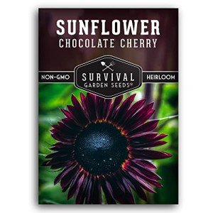 Chocolate Cherry Sunflower Seeds - Heirloom Variety
