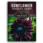 Chocolate Cherry Sunflower Seeds - Heirloom Variety