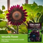 Chocolate Cherry Sunflower Seeds - Heirloom Variety