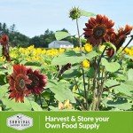 Chocolate Cherry Sunflower Seeds - Heirloom Variety