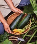 Black Beauty Zucchini Seeds - 100 Count