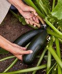 Black Beauty Zucchini Seeds - 100 Count