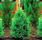 Two Green Mountain Boxwood Shrubs in Quart Pots