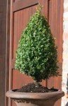 Two Green Mountain Boxwood Shrubs in Quart Pots