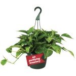 Golden Pothos Plant in 8-Inch Hanging Basket