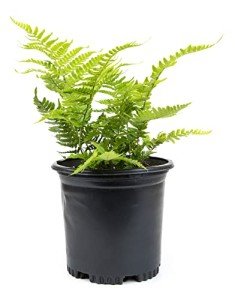 Autumn Fern Plants for Outdoor Shade Gardens