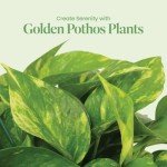 Golden Pothos Plant in 8-Inch Hanging Basket