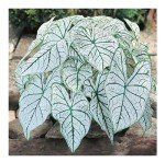 Compact Dwarf Candidum Jr. Caladium - White Foliage