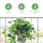 Golden Pothos Plant in 8-Inch Hanging Basket