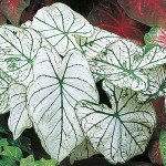 Compact Dwarf Candidum Jr. Caladium - White Foliage