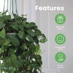 Golden Pothos Plant in 8-Inch Hanging Basket