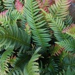 Autumn Fern Plants for Outdoor Shade Gardens