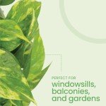 Golden Pothos Plant in 8-Inch Hanging Basket