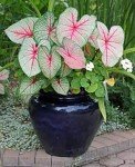 Compact Dwarf Candidum Jr. Caladium - White Foliage
