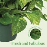 Golden Pothos Plant in 8-Inch Hanging Basket