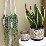 3-Piece Decorative Ceramic Plant Pots Set