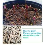 12 Purple Shamrock Bulbs for Luck Planting